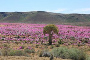 richtersveld