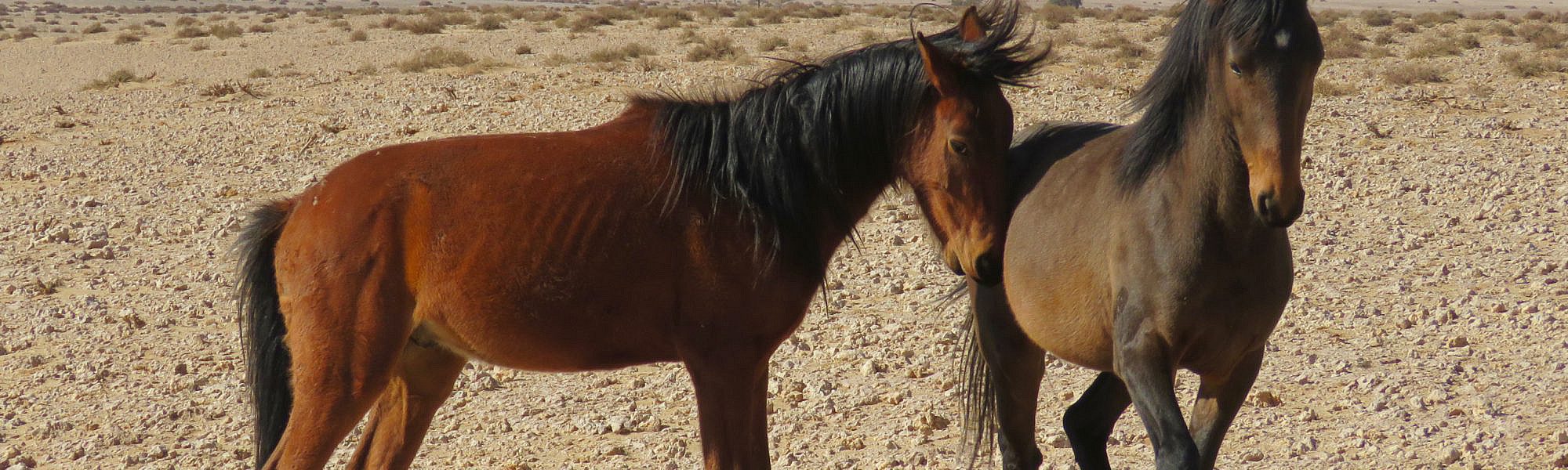 Namibia – Wild Horses of Garub
